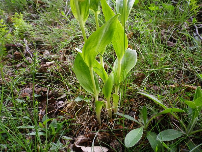 Cephalanthera damasonium (Mill.) Druce